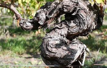 Château La Bastienne