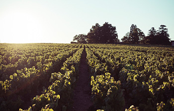 Domaine de la Pirolette