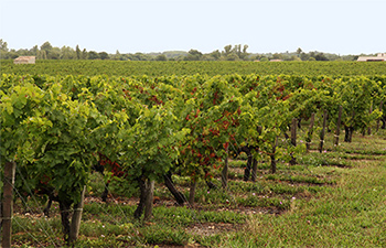 Château de Monbrison